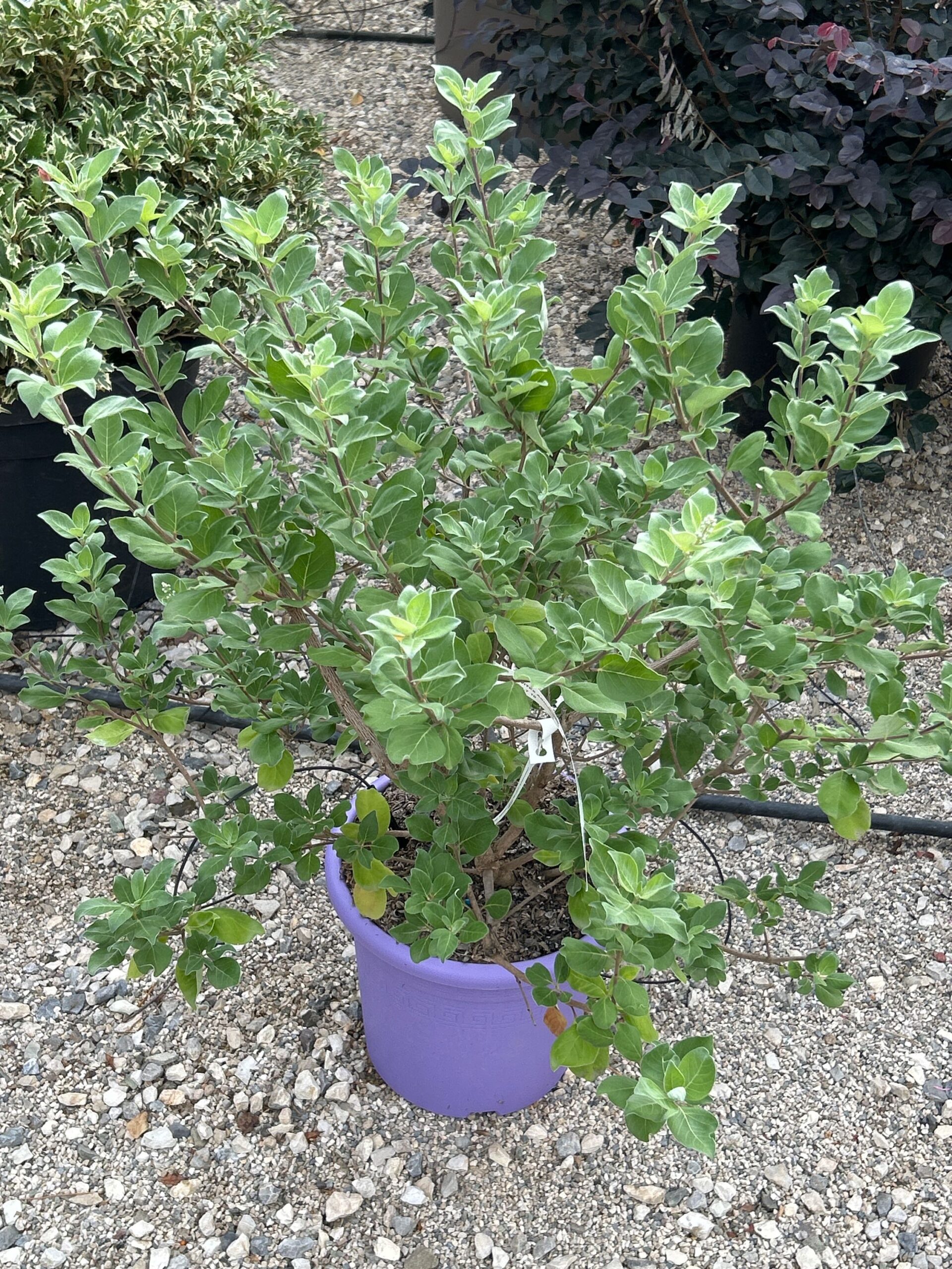 Vitex × CHICAGOLAND 'BLUES' Vitex × CHICAGOLAND ''BLUES' - slika 1