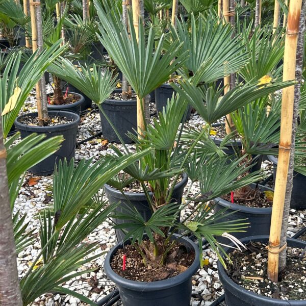 Trachycarpus fortunei 'WAGNERIANUS'