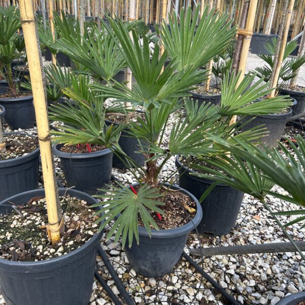 Trachycarpus fortunei 'WAGNERIANUS'