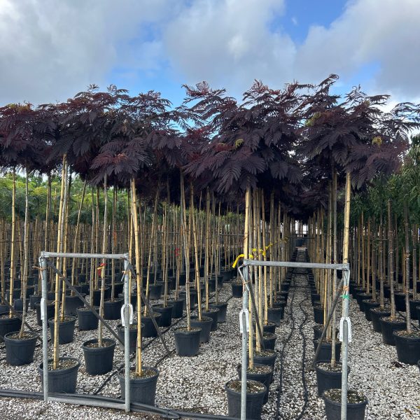 Albizia julibrissin 'Summer Chocolate' (Čokoladna albicija)