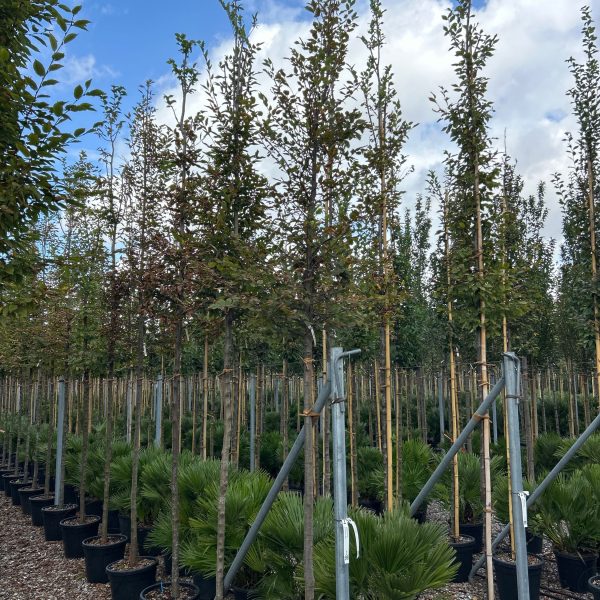 Carpinus betulus (Navadni/Beli gaber na steblu)