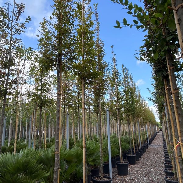 Carpinus betulus (Navadni/Beli gaber na steblu)