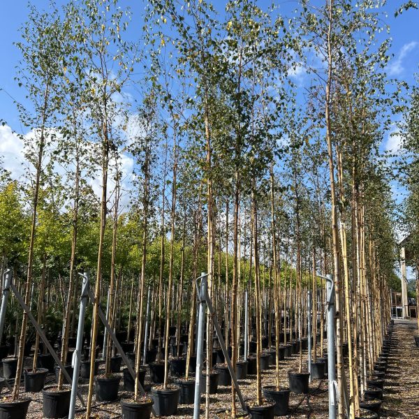 Betula pendula (Navadna breza)
