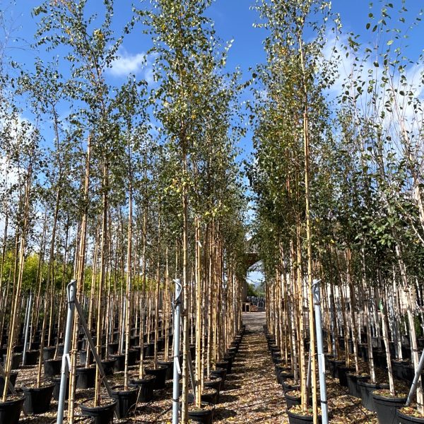 Betula pendula (Navadna breza)