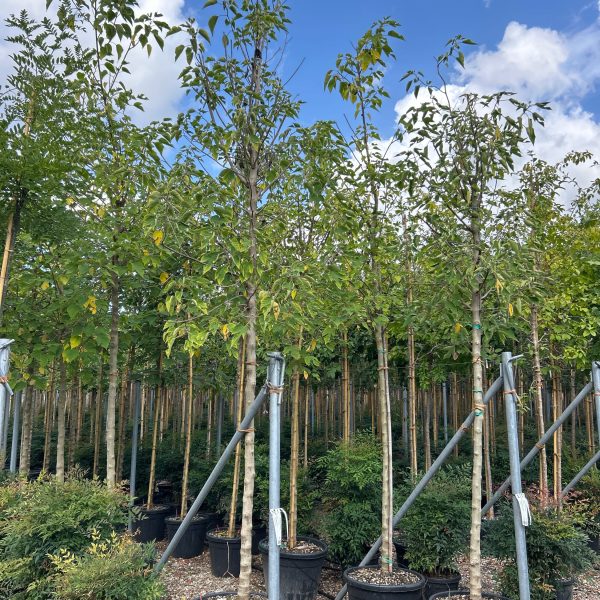 Broussonetia papyrifera – papirna murva