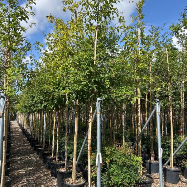 Chionanthus retusus