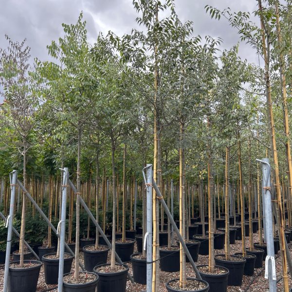 Celtis australis (Navadni koprivovec)
