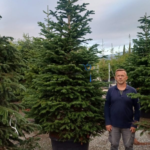 Abies nordmanniana (Kavkaška jelka)