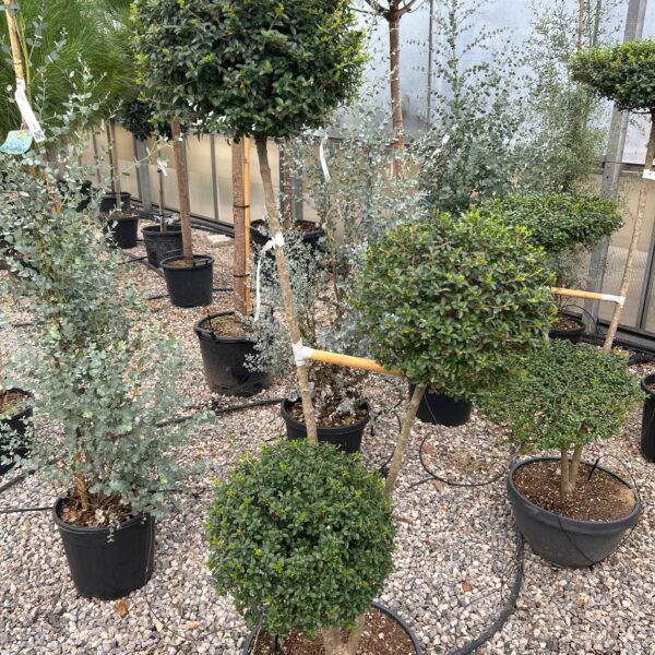 Ligustrum delavayanum