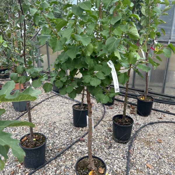 Prunus armeniaca 'ROUGE DU ROUSSILLON'