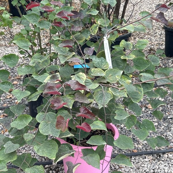 Cercis canadensis 'CAROLINA SWEETHEART'