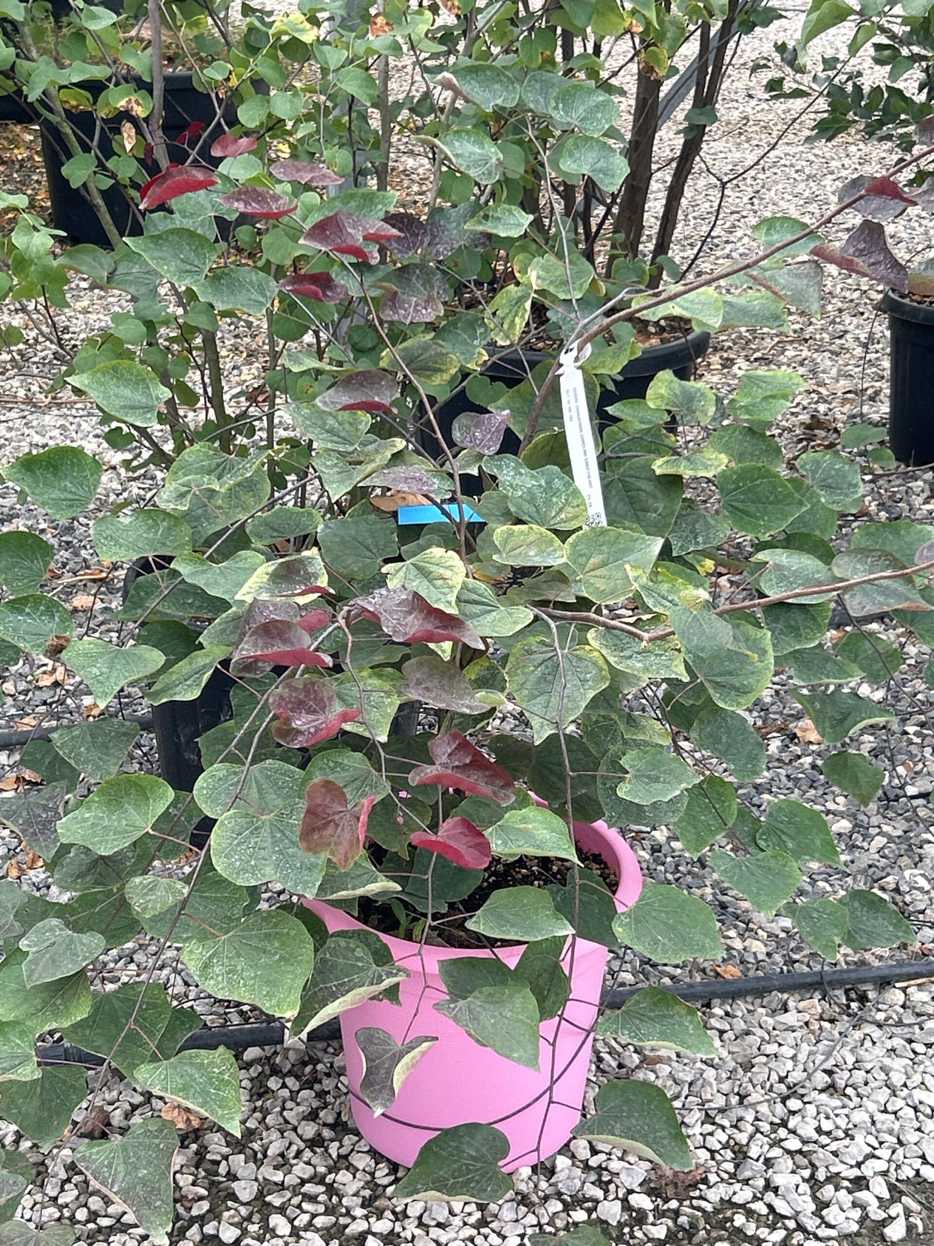 Cercis canadensis 'CAROLINA SWEETHEART' Cercis canadensis 'CAROLINA SWEETHEART' - slika 1
