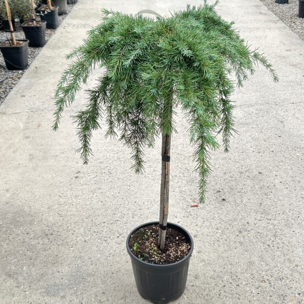 Cedrus deo. 'Pendula' Poveš.atl. cedra