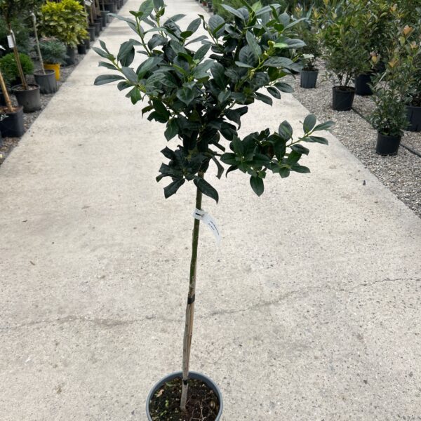 Ilex × NELLIE ''R. STEVENS'