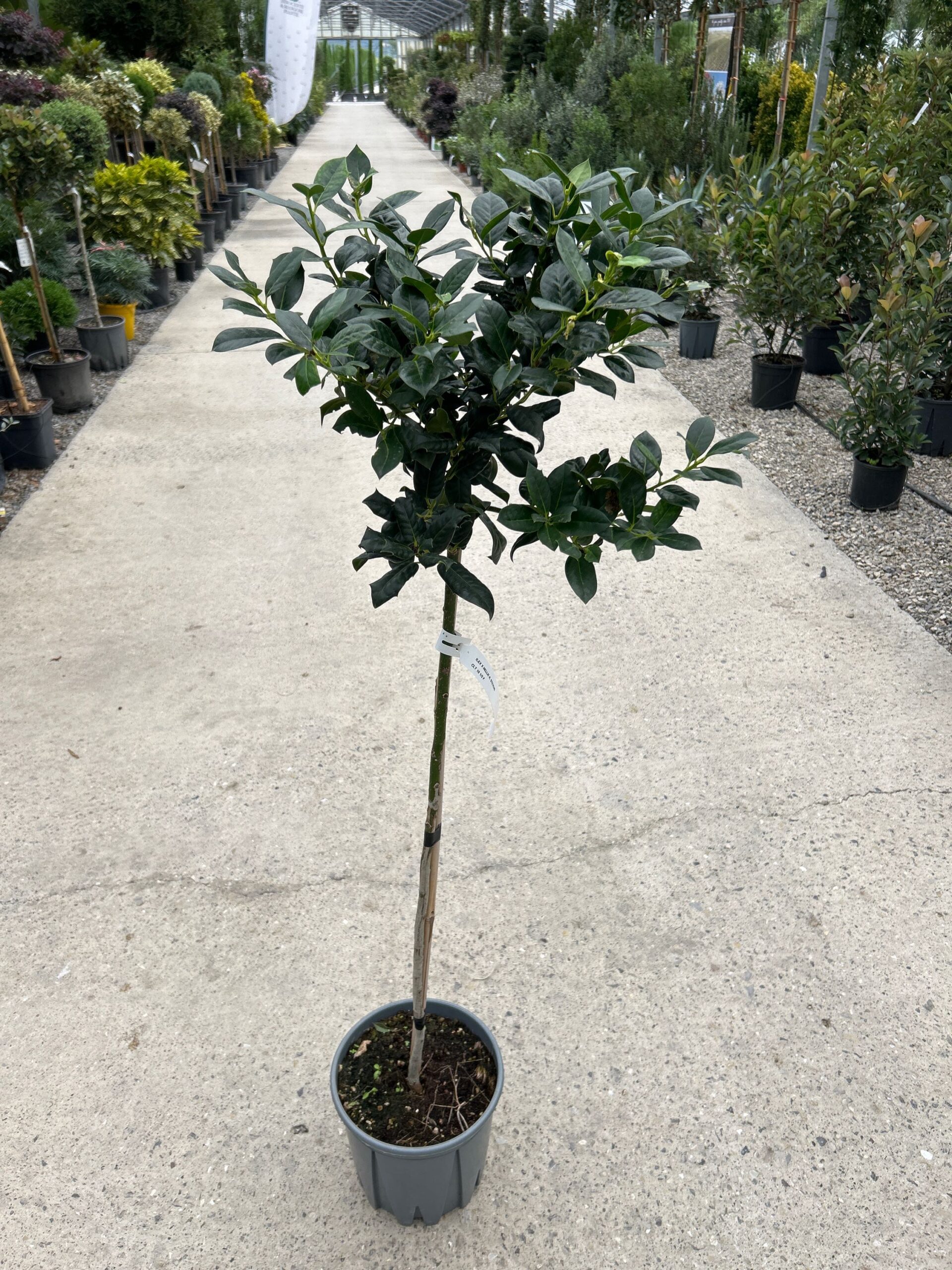 Ilex × NELLIE 'R. STEVENS' Ilex × NELLIE ''R. STEVENS' - slika 1