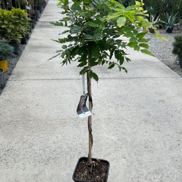 Wisteria brachybotrys 'SHOWA BENI'