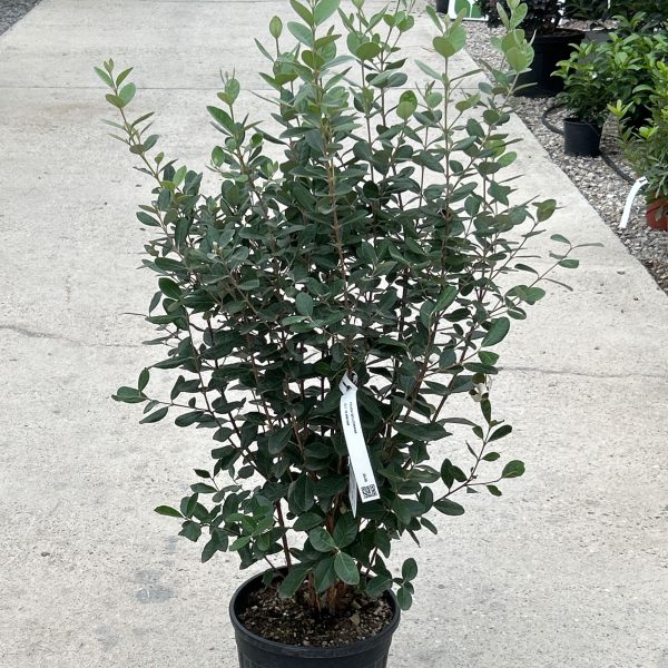 Feijoa sellowiana (Ananasova guava)