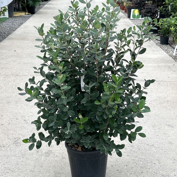 Feijoa sellowiana (Ananasova guava)