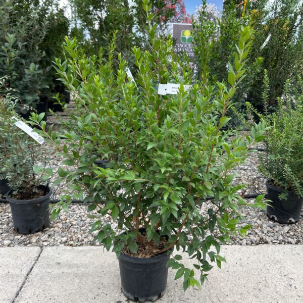 Myrtus Communis (Navadna Mirta)
