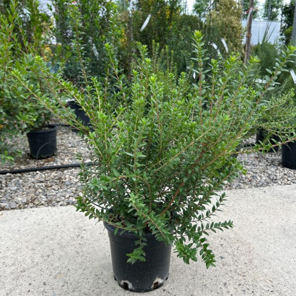 Myrtus communis 'TARENTINA'