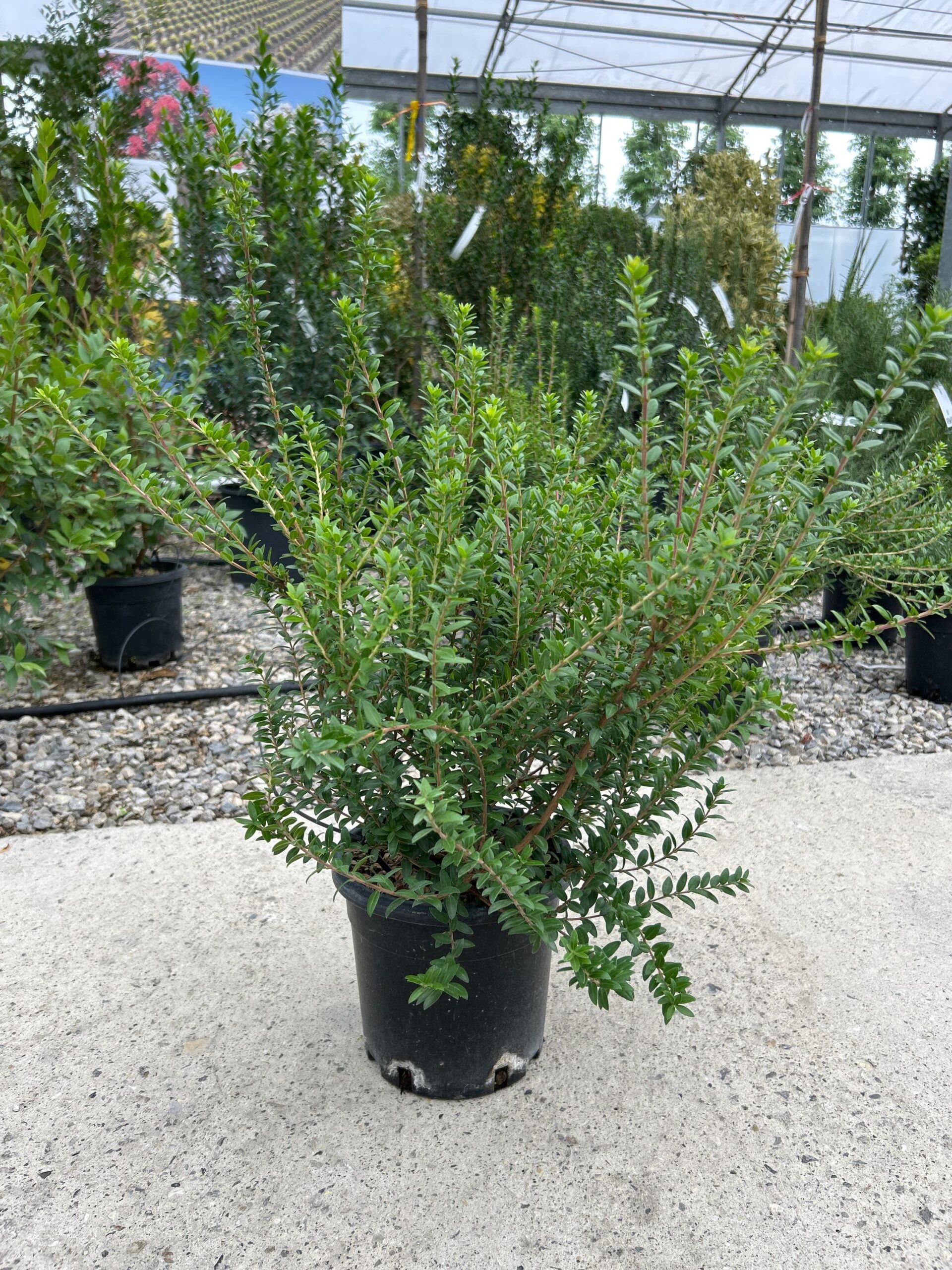 Myrtus communis 'TARENTINA' Myrtus communis 'TARENTINA' - slika 1