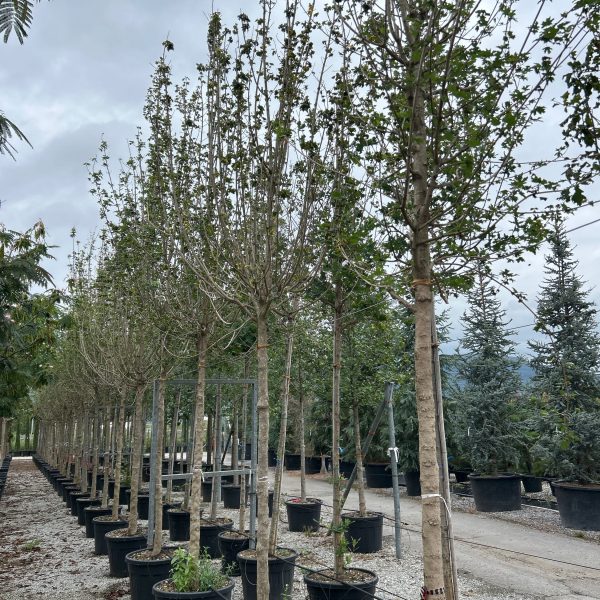 Acer campestre (Poljski javor, maklen)