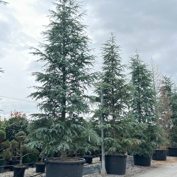 Cedrus deodara 'Robusta Glauca' (Deodarska cedra)
