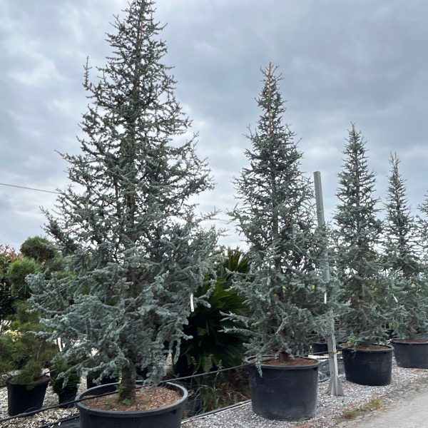 Cedrus atlantica 'Glauca' (Atlaška cedra)