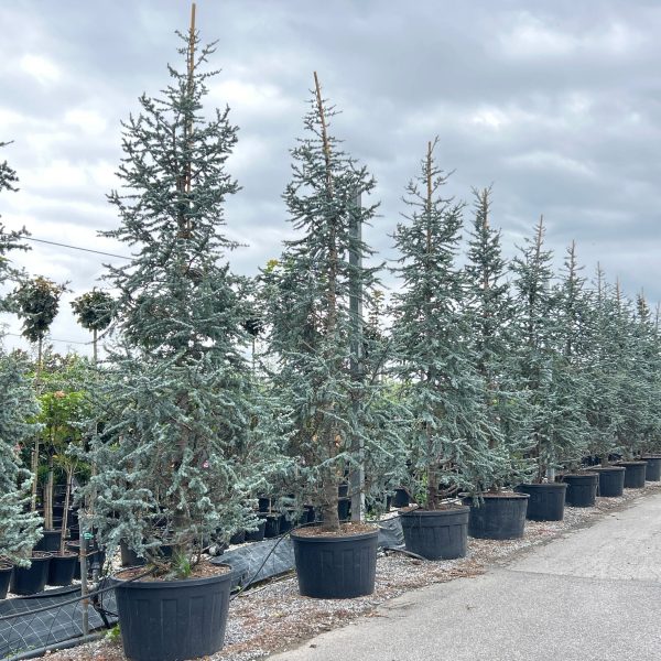 Cedrus atlantica 'Glauca' (Atlaška cedra)