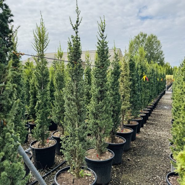 Cedrus atlantica ´Fastigiata´ (Stebrasta atlaška cedra)