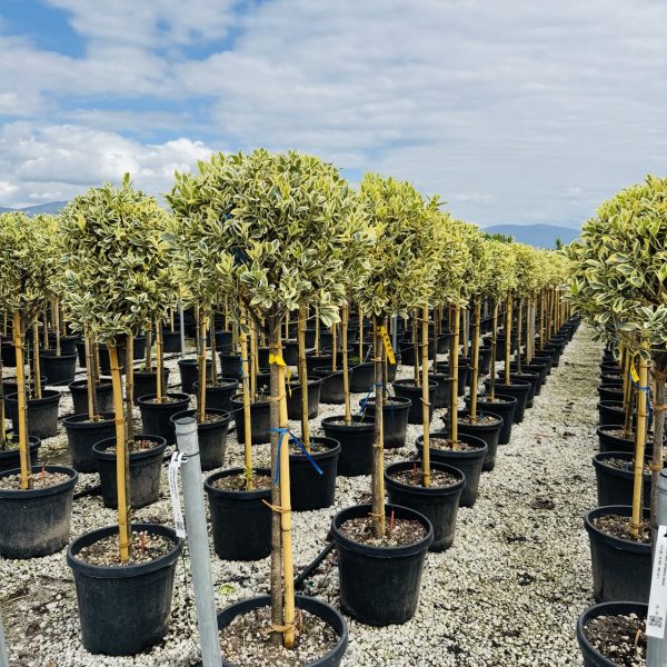 Euonymus japonicus 'Bravo' (Japonska trdoleska na steblu)