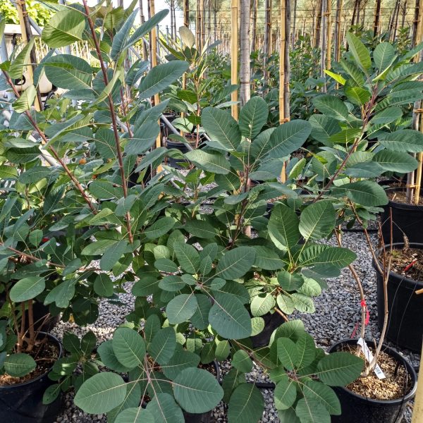 Cotinus 'Grace' (Smokovec)