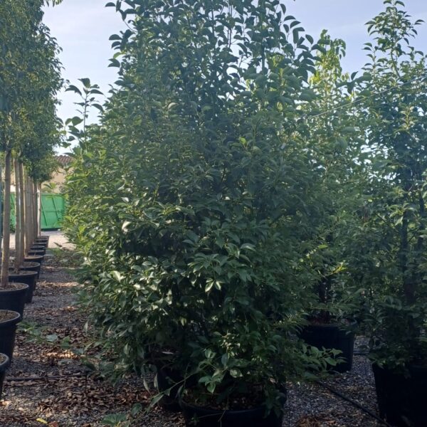 Cinnamomum camphora (Kamforovec)