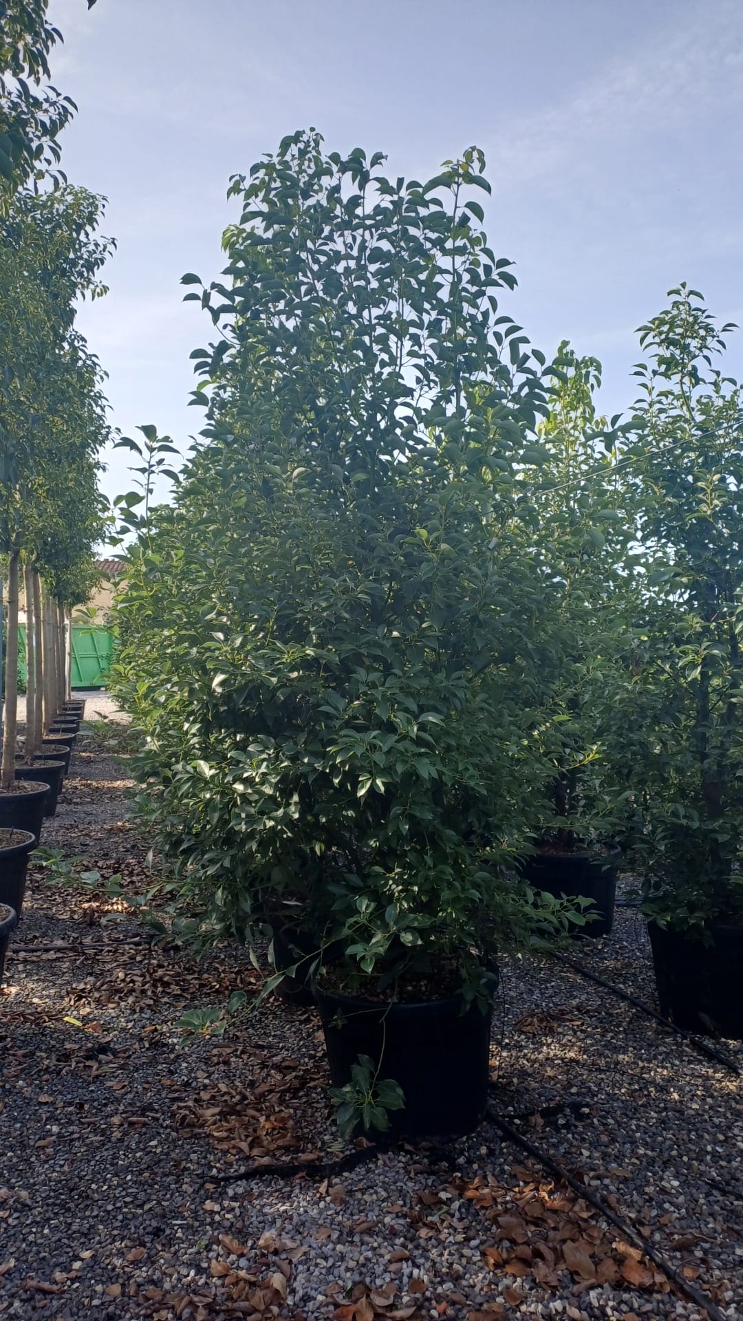 Cinnamomum camphora Cinnamomum camphora (Kamforovec) - slika 1