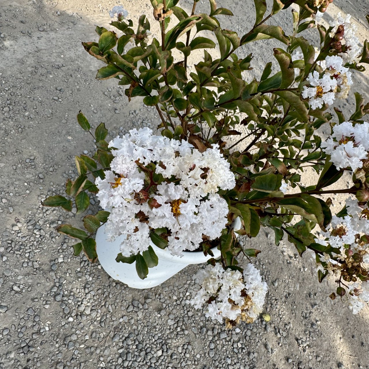 Lagerstroemia indiya 'CHARMS NEIGE D'ETE' Lagerstroemia indiya 'CHARMS NEIGE D'ETE' - slika 1