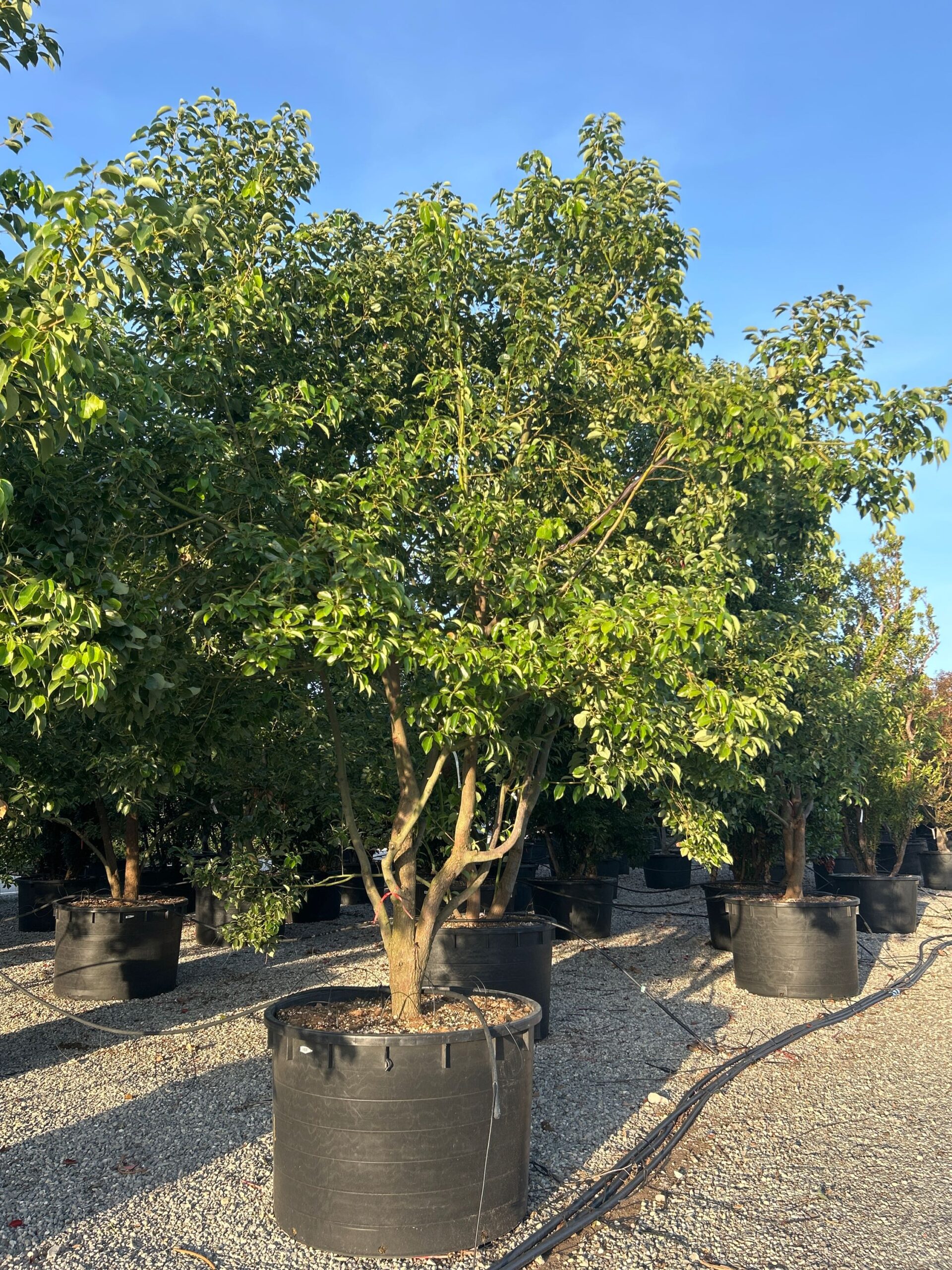 Cinnamomum camphora Cinnamomum camphora - slika 1