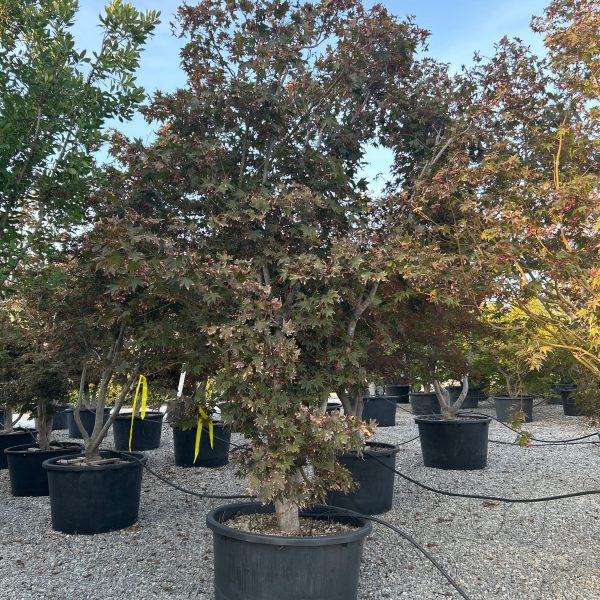 Acer palmatum 'Bloodgood' (Rdečelistni pahljačasti javor)