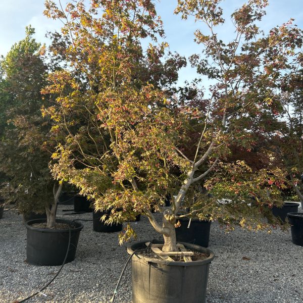 Acer palmatum 'Bloodgood' (Rdečelistni pahljačasti javor)