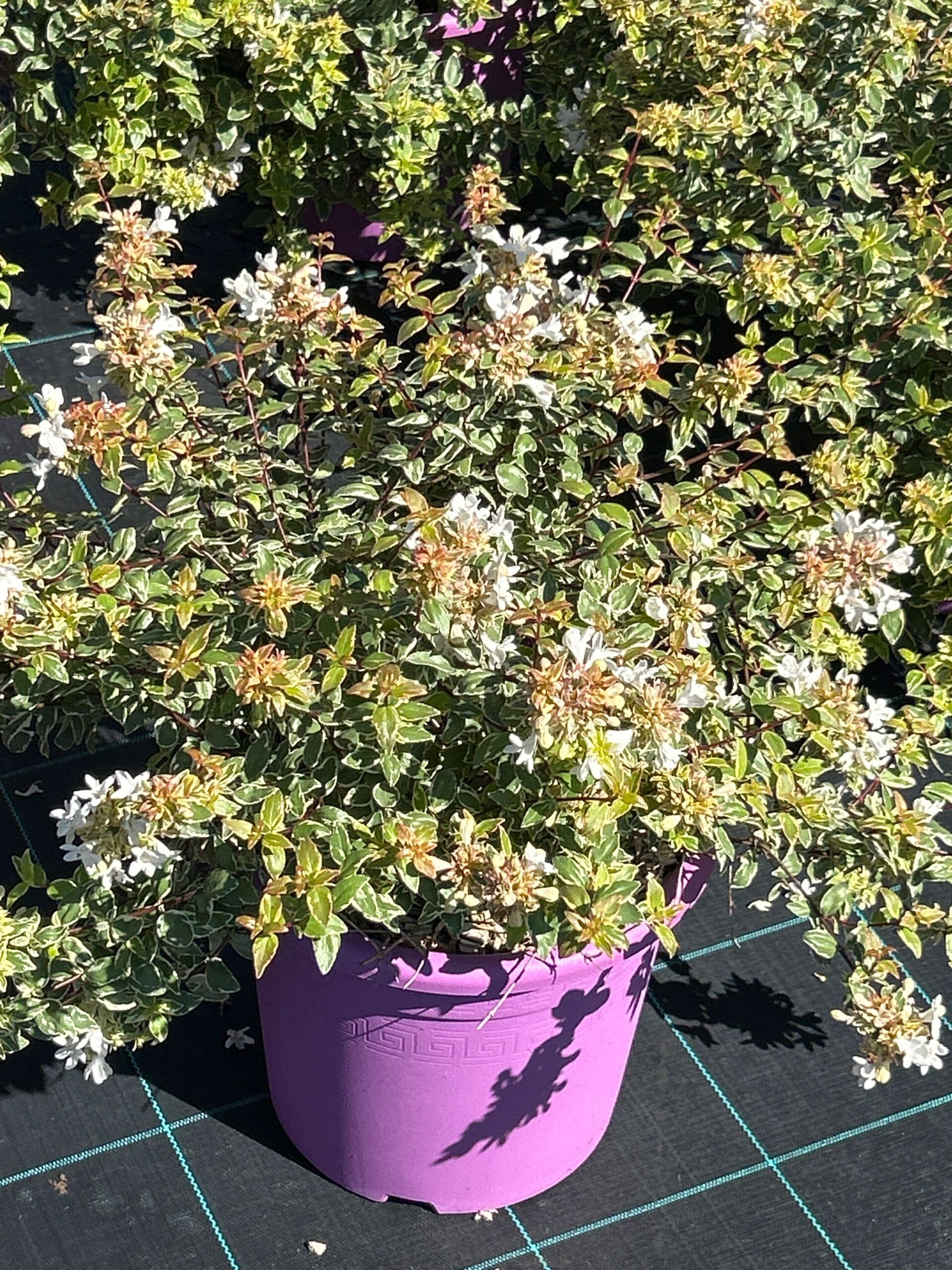 Abelia × GRANDIFLORA 'JELLY BEANS' Abelia × GRANDIFLORA ''JELLY BEANS' - slika 1