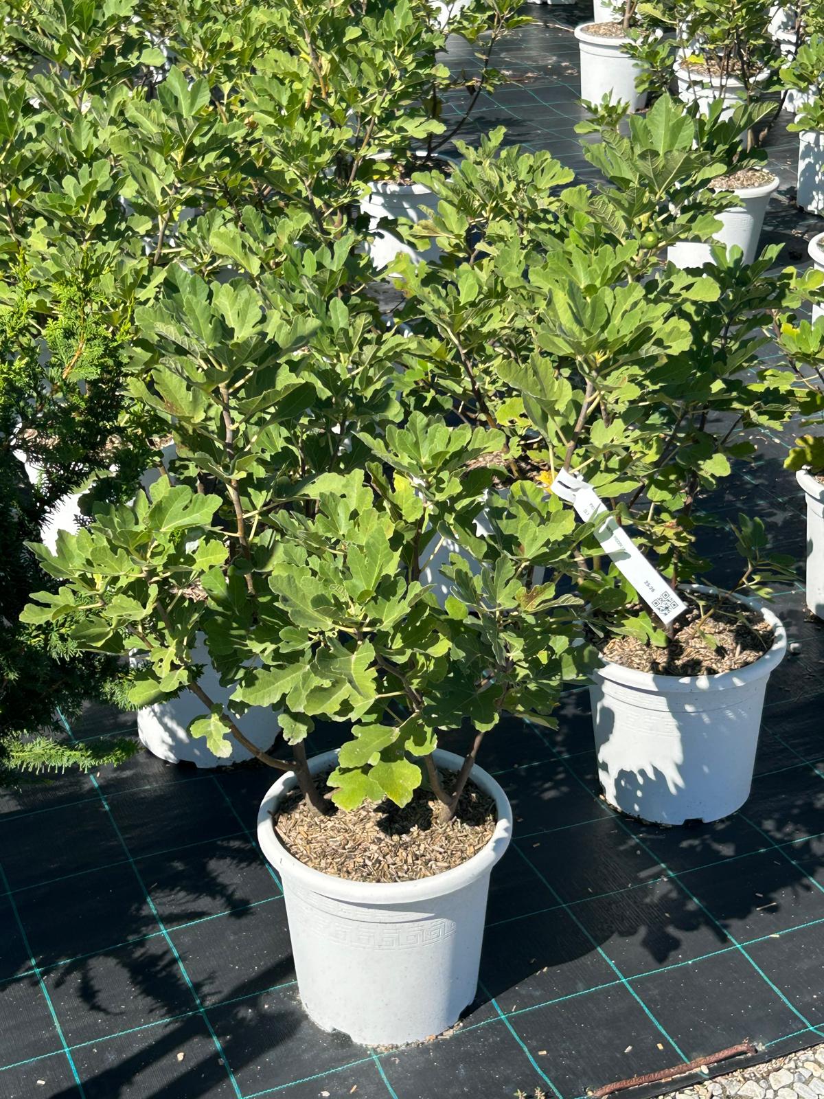 Ficus carica 'GUSTIS FICCOLINO' Ficus carica 'GUSTIS FICCOLINO' - slika 1