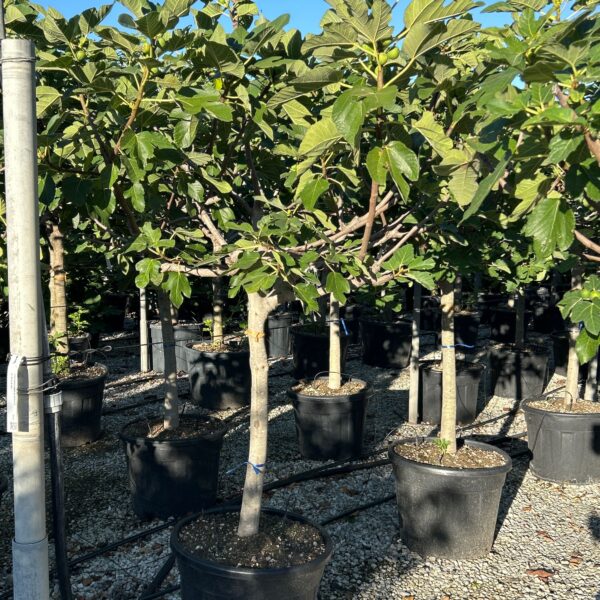 Ficus carica 'FIGUES DE MARSEILLE'