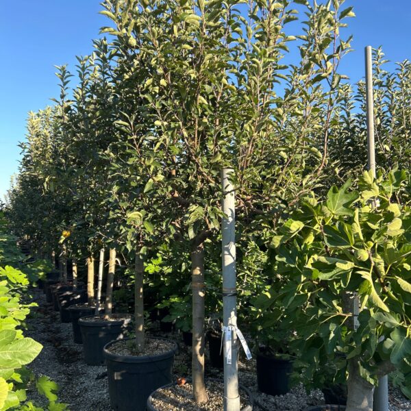 Malus communis 'GOLDEN DELICIOUS'
