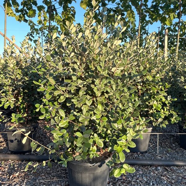 Feijoa sellowiana (Ananasova guava)