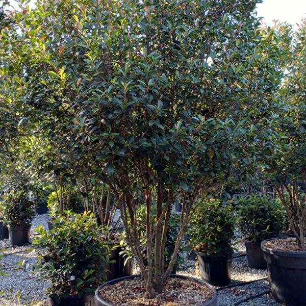 Photinia × FRASERI ''CARRE' ROUGE'