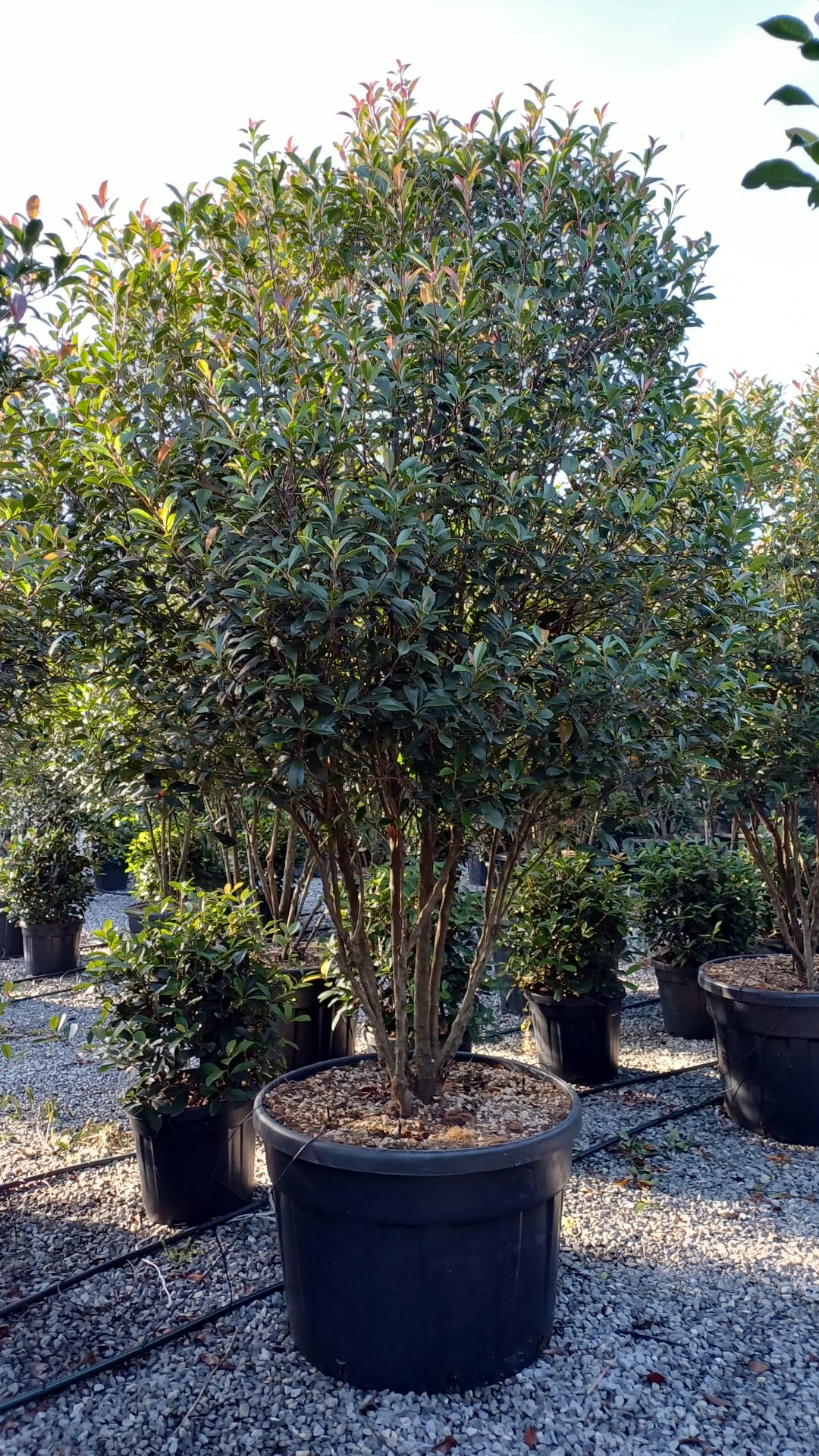 Photinia × FRASERI 'CARRE' ROUGE' Photinia × FRASERI ''CARRE' ROUGE' - slika 1
