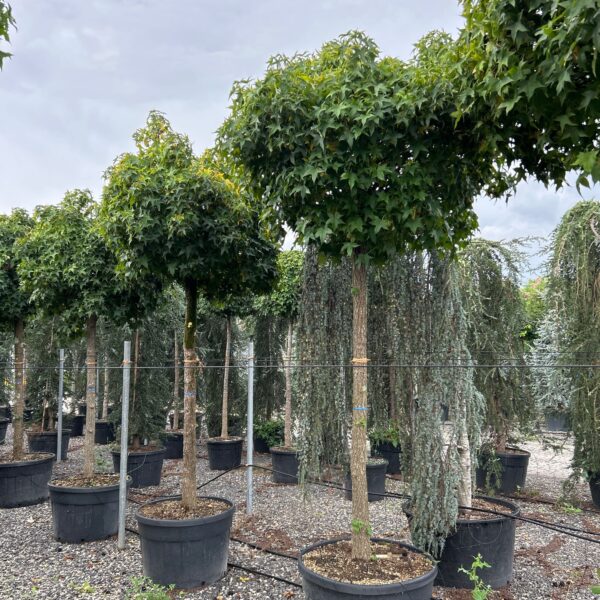 Liquidambar styraciflua 'Gum'