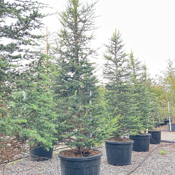 Cedrus libanii (libanonska cedra)