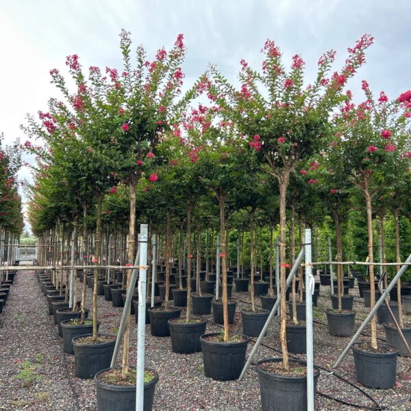 Lagerstroemia × DYNAMITE