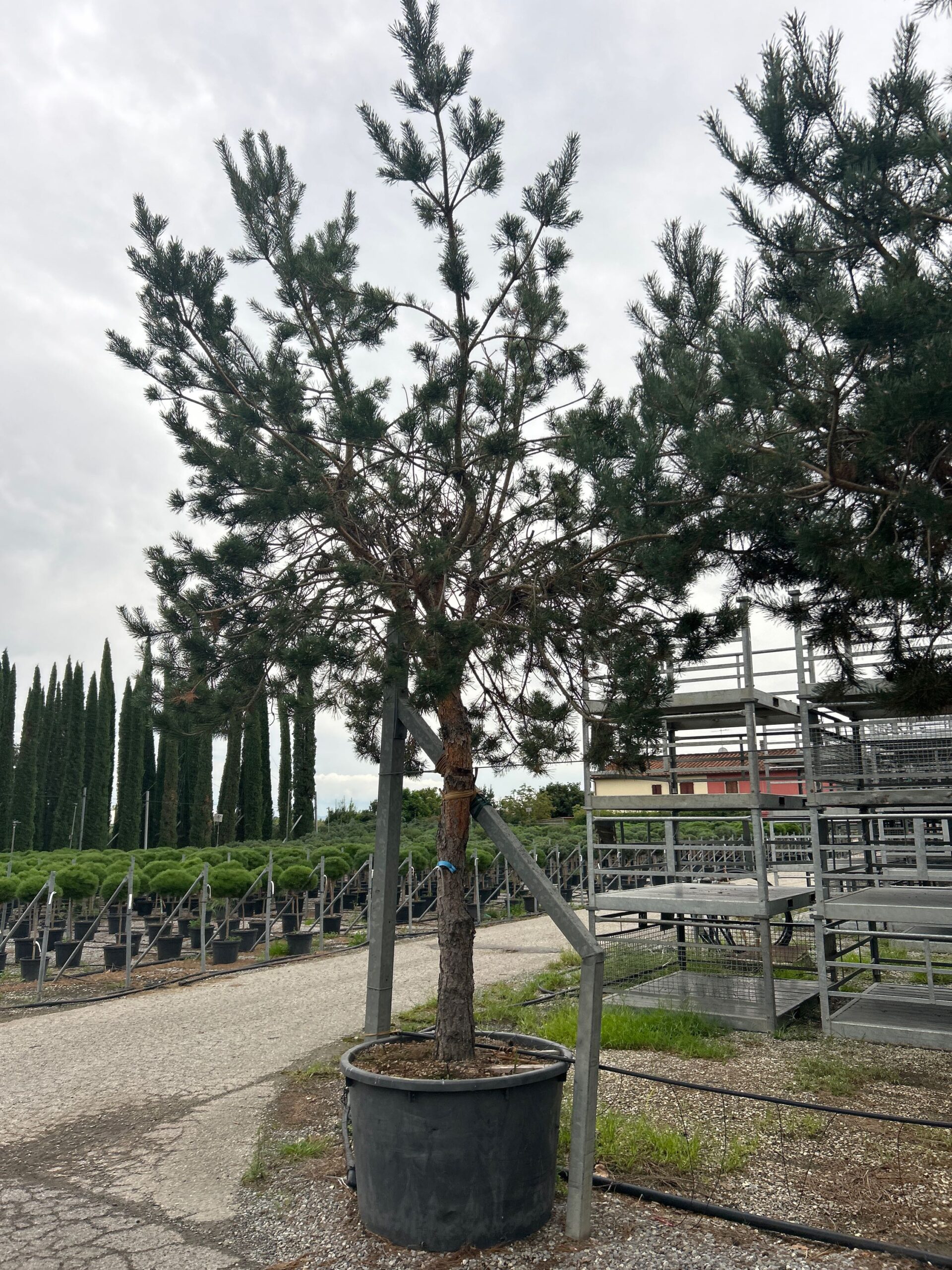 Pinus sylvestris Pinus sylvestris - slika 1
