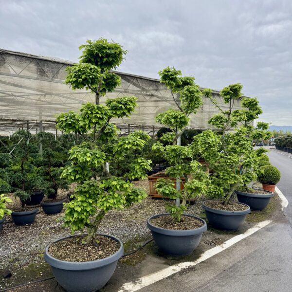 Carpinus betulus